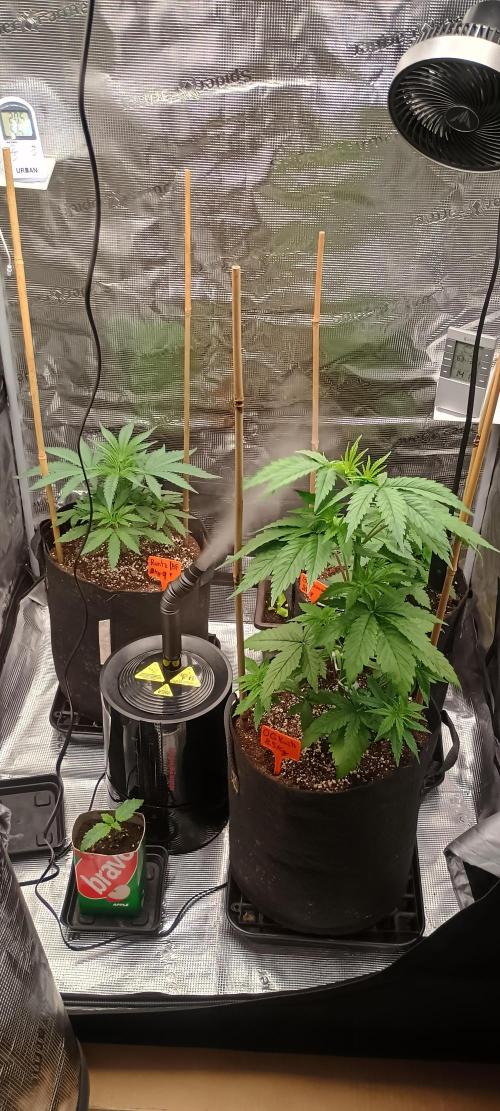 BruBaRunOG Kush/Round II. Week 4