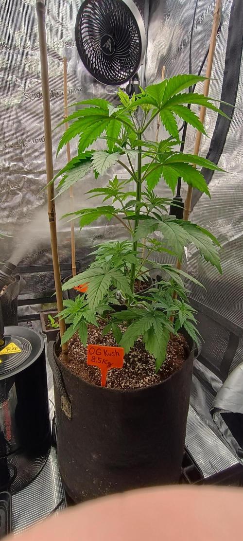 BruBaRunOG Kush/Round II. Week 4