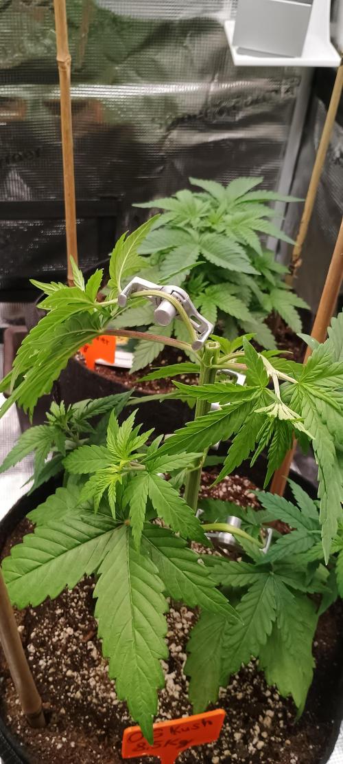 BruBaRunOG Kush/Round II. Week 4