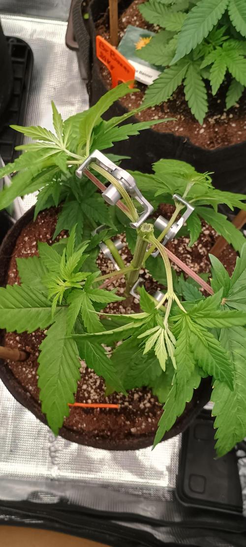 BruBaRunOG Kush/Round II. Week 4