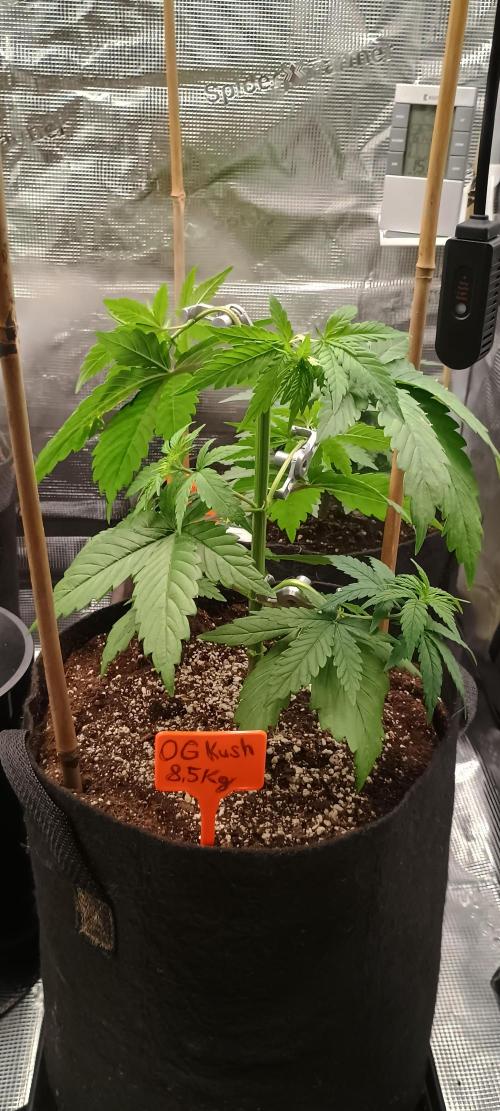 BruBaRunOG Kush/Round II. Week 4