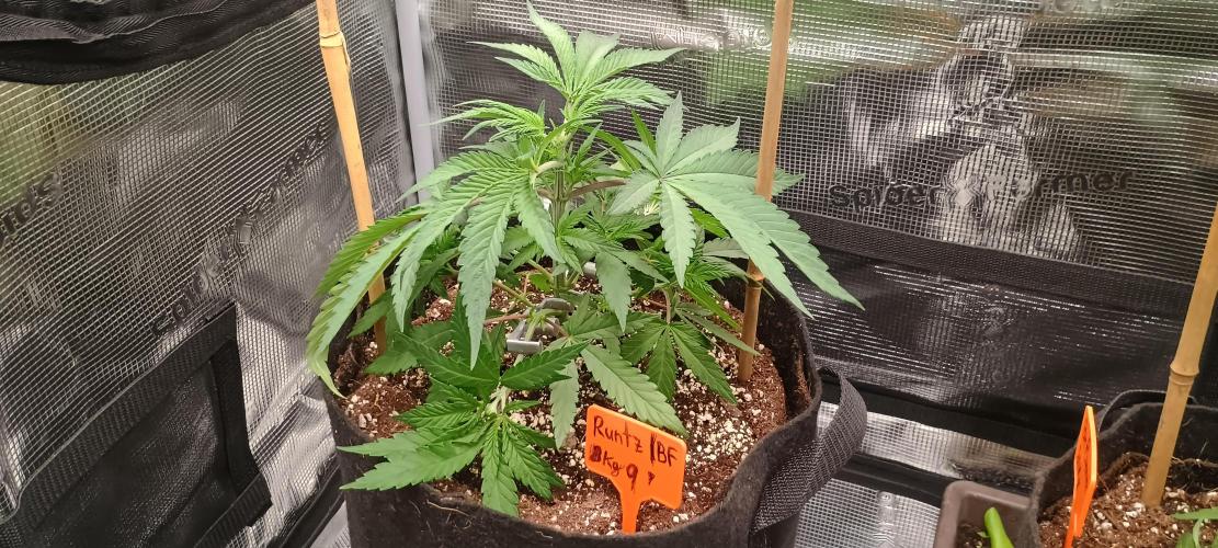 BruBaRunOG Kush/Round II. Week 4