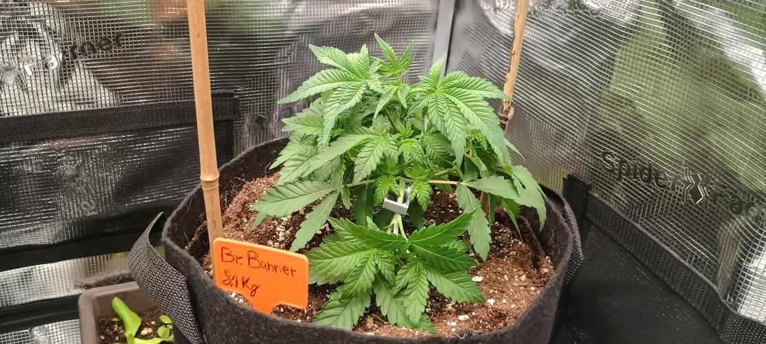 BruBaRunOG Kush/Round II. Week 4