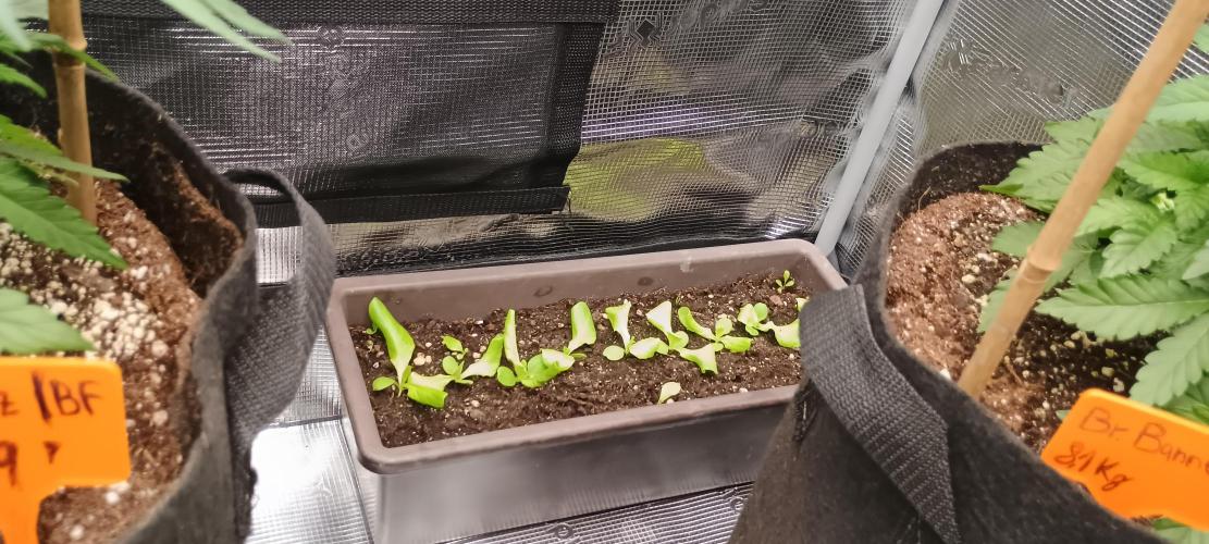 BruBaRunOG Kush/Round II. Week 4 - Saláty 