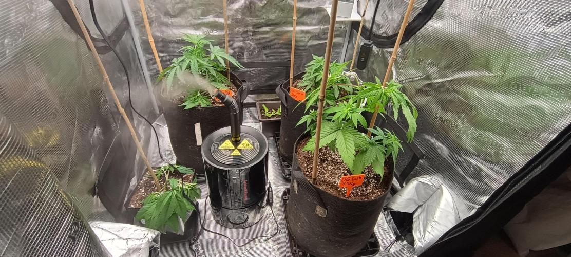 BruBaRunOG Kush/Round II. Week 4