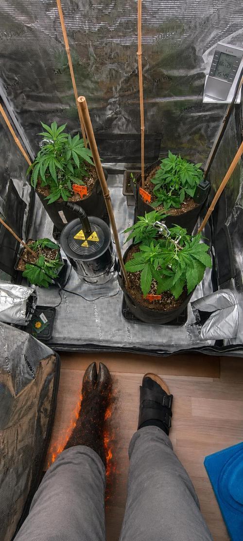 BruBaRunOG Kush/Round II. Week 4 - S čerty nejsou žerty 