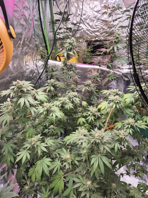 SkRez. Week 15 - Sat dom-yellow /blue