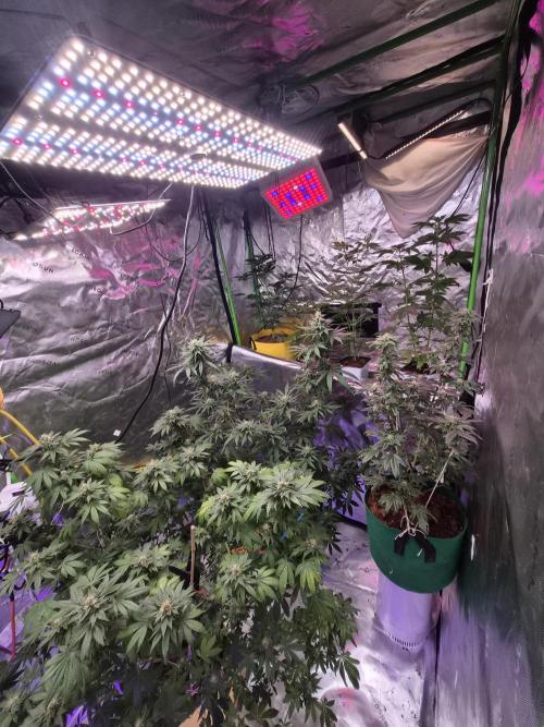 SkRez. Week 15 - Indica- green