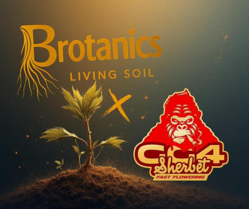 Brotanics Living Soil x GG4 Sherbet. Week 0