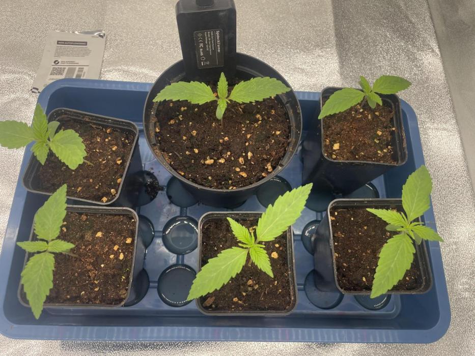 Brotanics Living Soil x GG4 Sherbet. Week 1