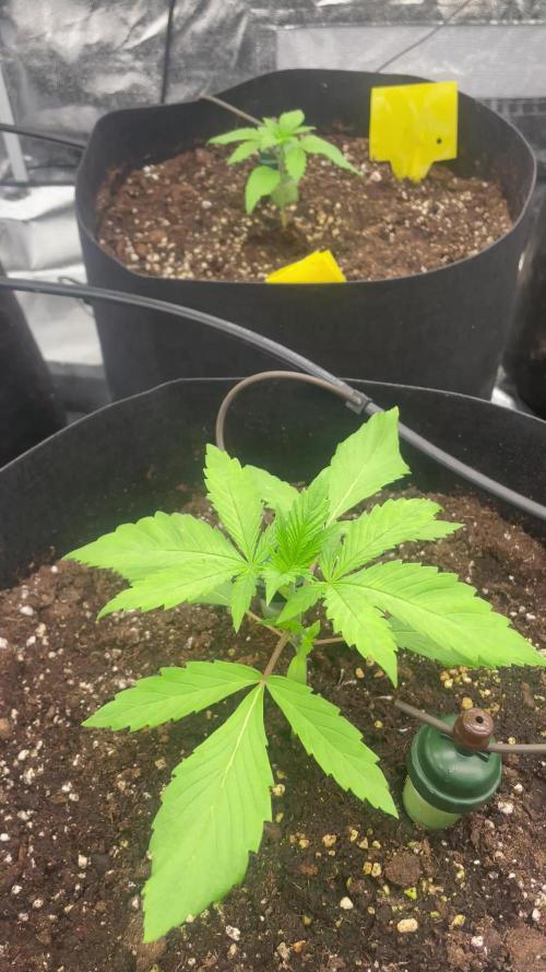 Brotanics Living Soil x GG4 Sherbet