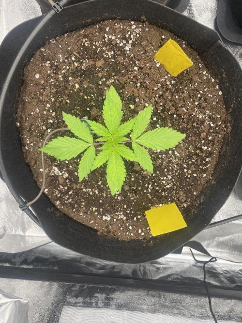 Brotanics Living Soil x GG4 Sherbet. Week 2