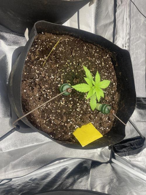 Brotanics Living Soil x GG4 Sherbet. Week 2