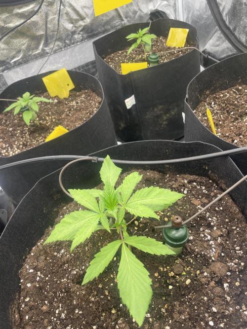 Brotanics Living Soil x GG4 Sherbet. Week 2