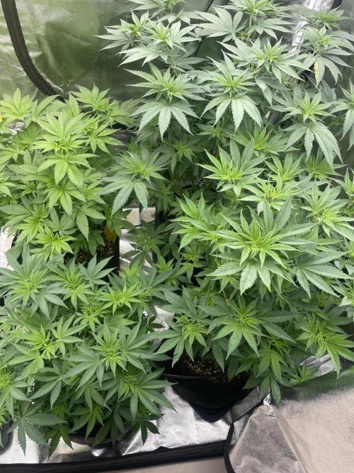 Brotanics Living Soil x GG4 Sherbet. Week 5