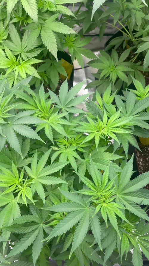 Brotanics Living Soil x GG4 Sherbet