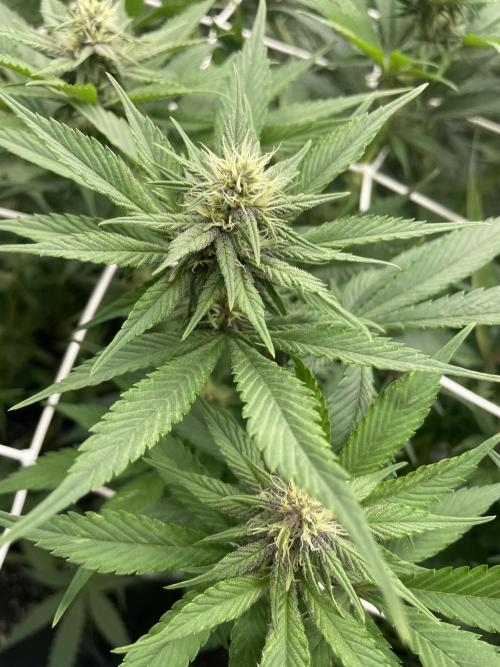 Brotanics Living Soil x GG4 Sherbet. Week 7