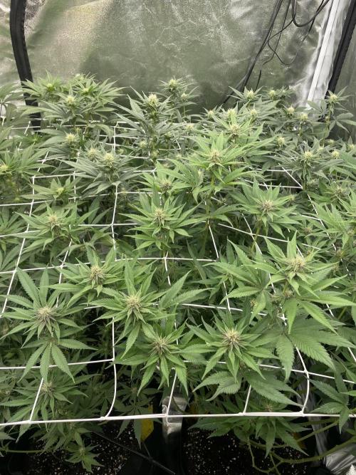 Brotanics Living Soil x GG4 Sherbet. Week 7