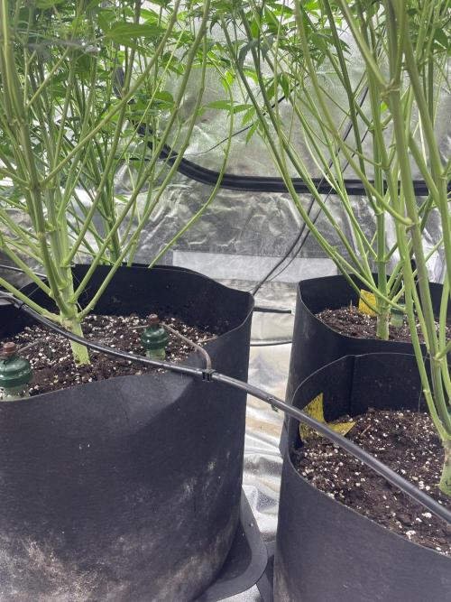 Brotanics Living Soil x GG4 Sherbet. Week 7