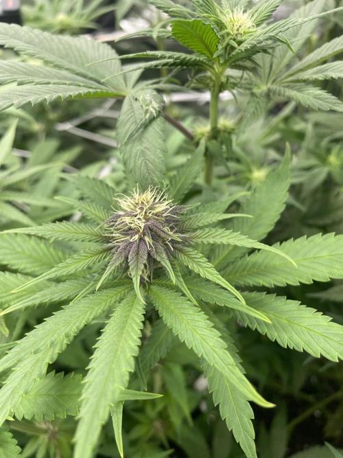 Brotanics Living Soil x GG4 Sherbet. Week 7