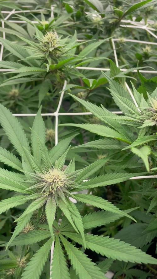 Brotanics Living Soil x GG4 Sherbet