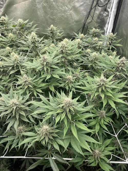 Brotanics Living Soil x GG4 Sherbet. Week 8