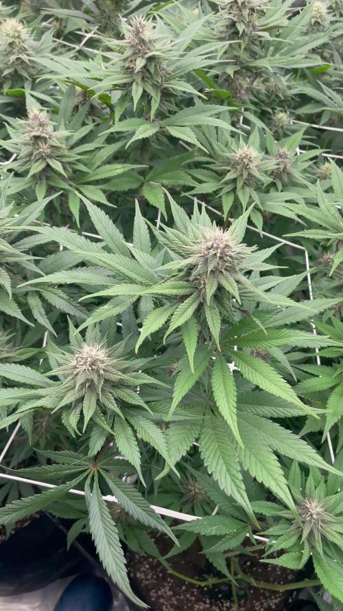 Brotanics Living Soil x GG4 Sherbet