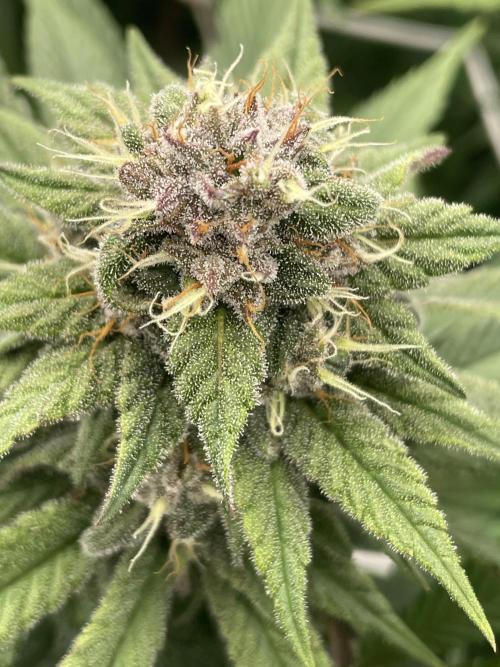 Brotanics Living Soil x GG4 Sherbet. Week 9