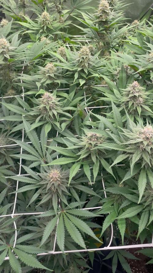 Brotanics Living Soil x GG4 Sherbet