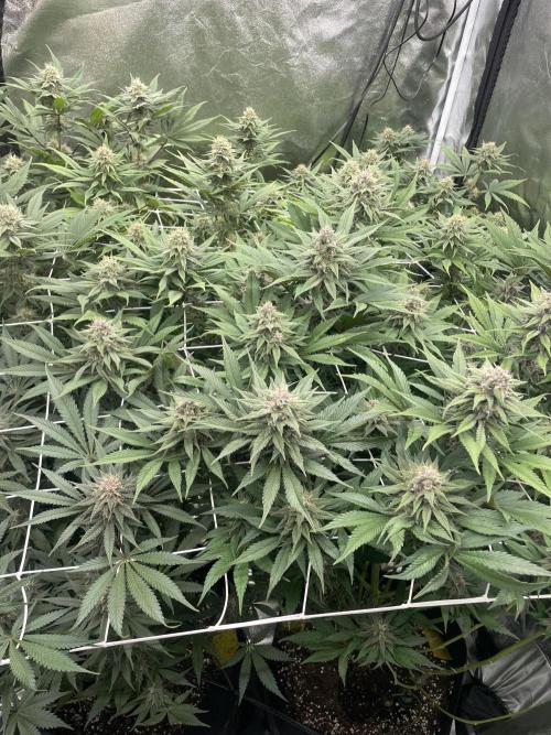 Brotanics Living Soil x GG4 Sherbet. Week 9