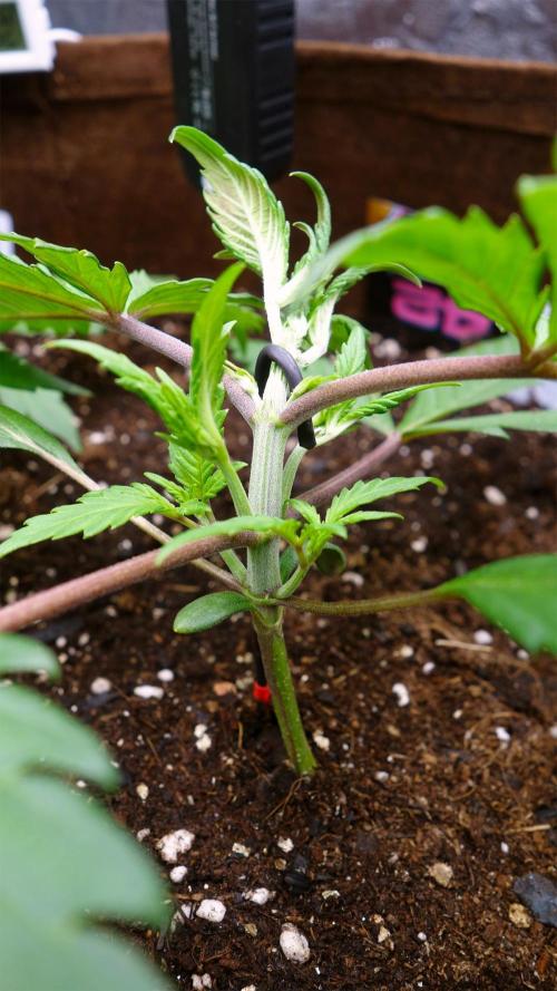 dream grow. Week 3 - strawberry gorilla LST