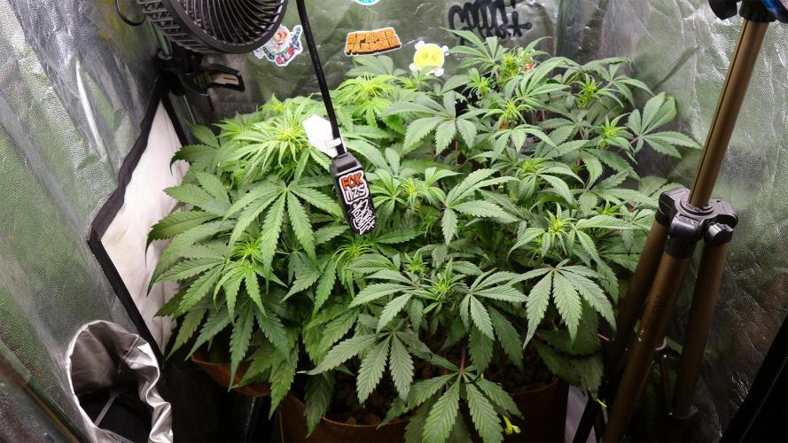 dream grow. Week 5 - left:MW / right:SG