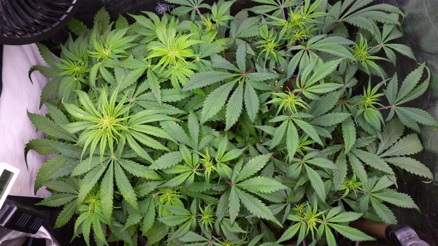 dream grow. Week 5 - left:MW / right:SG