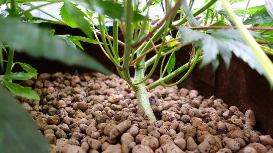 dream grow. Week 5 - Strawberry Gorilla