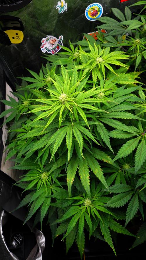 dream grow. Week 6 - MW