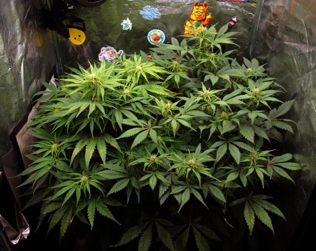 dream grow. Week 6 - left:MW/right:SG