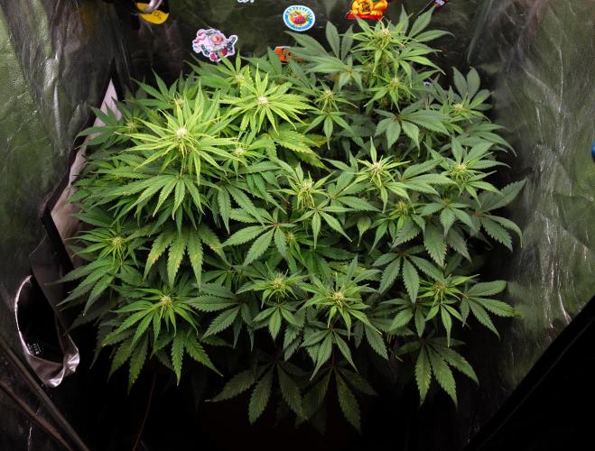 dream grow. Week 6 - left:MW/right:SG