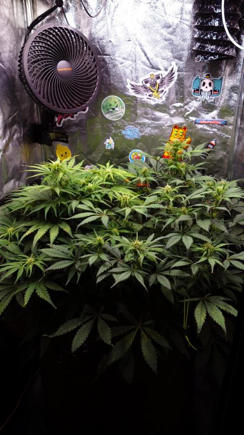 dream grow. Week 6 - baldachyn