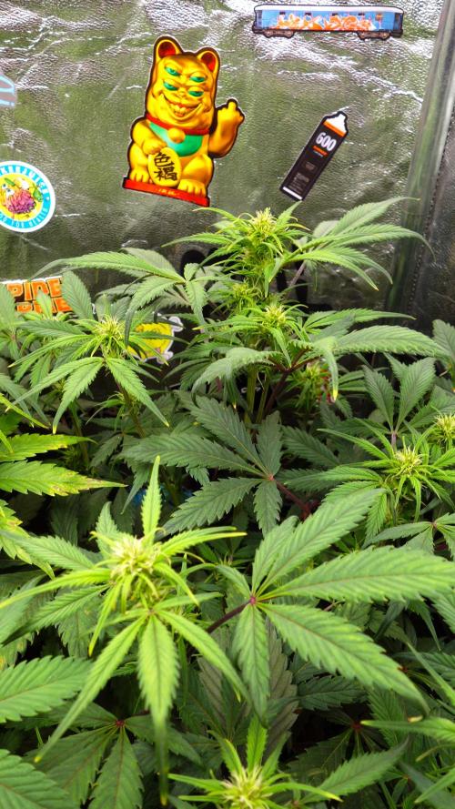 dream grow. Week 6 - SG top