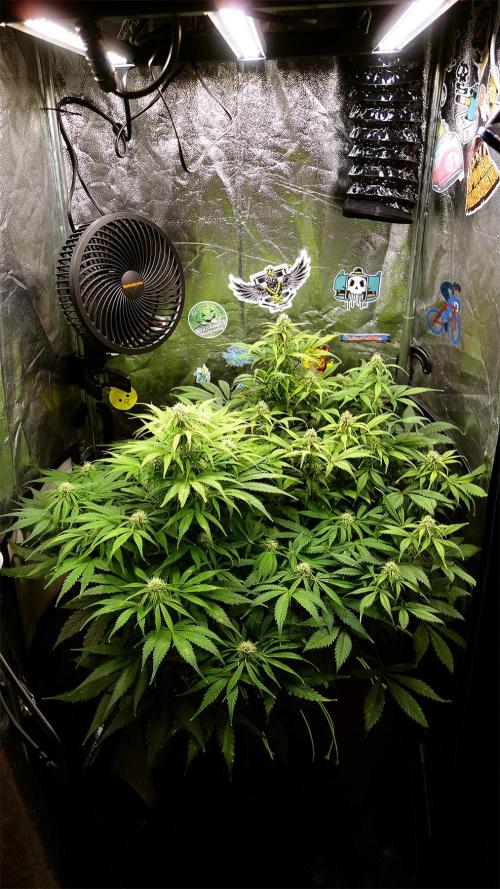 dream grow. Week 7