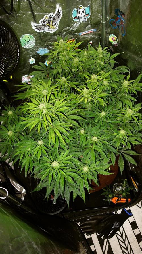 dream grow. Week 7 - w. flash