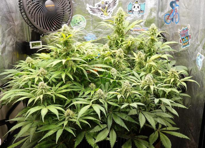 dream grow. Week 8 - L: MW / R: SG