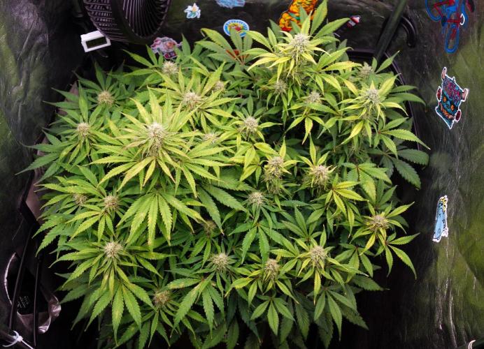 dream grow. Week 8 - L: MW / R: SG