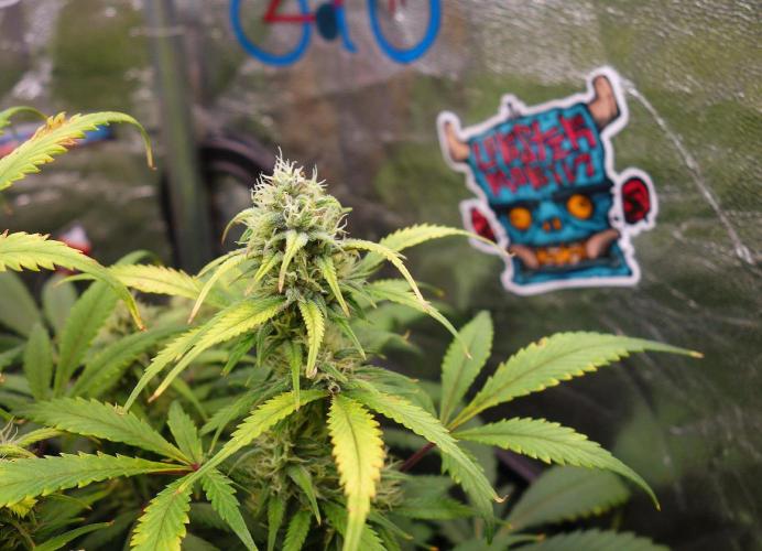 dream grow. Week 8 - Strawberry Gorilla day-57