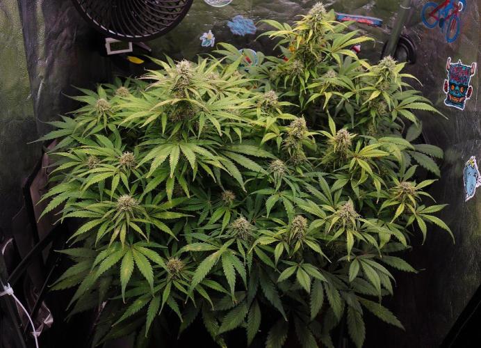 dream grow. Week 8 - L: MW / R: SG
