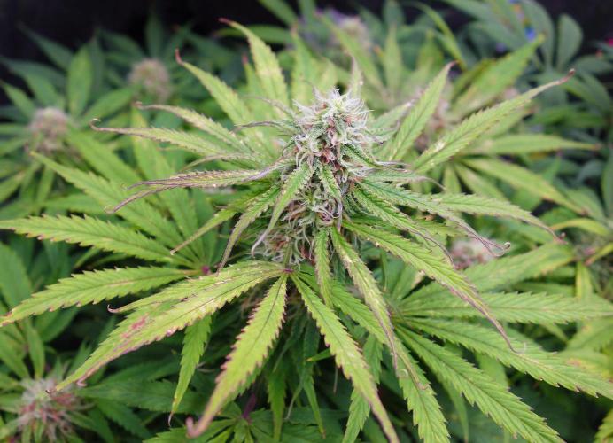 dream grow. Week 8 - Milky Way day-57