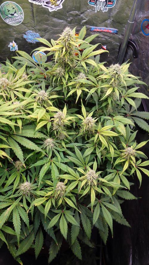 dream grow. Week 8 - Strawberry Gorilla day-57