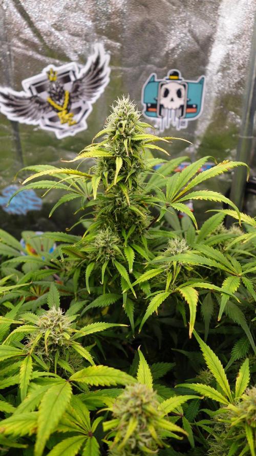 dream grow. Week 8 - Strawberry Gorilla main cola day-57