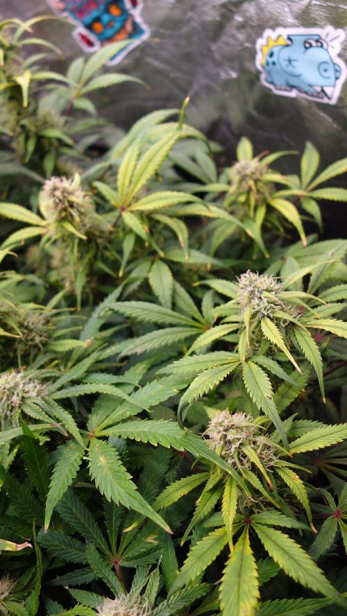 dream grow. Week 8 - Strawberry Gorilla day-57