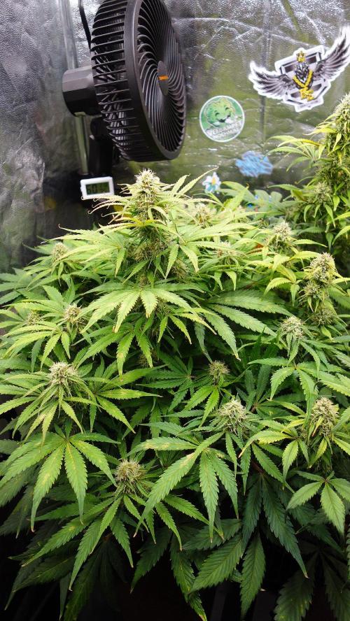 dream grow. Week 8 - Milky Way day-57